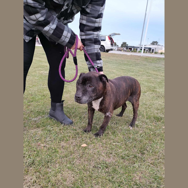 Photo of Buddy