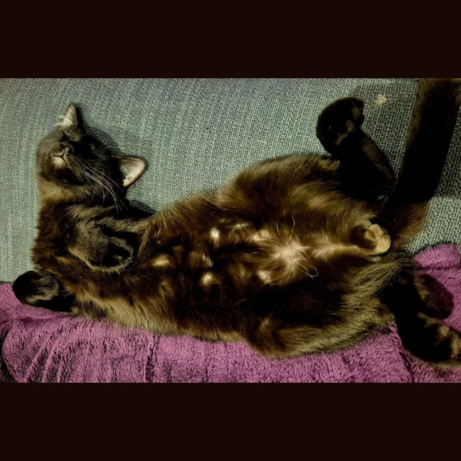 Photo of Titan * 9 Lives Project Rescue*