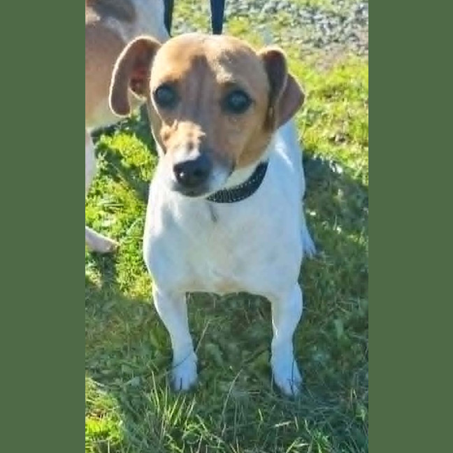 Photo of Layla
