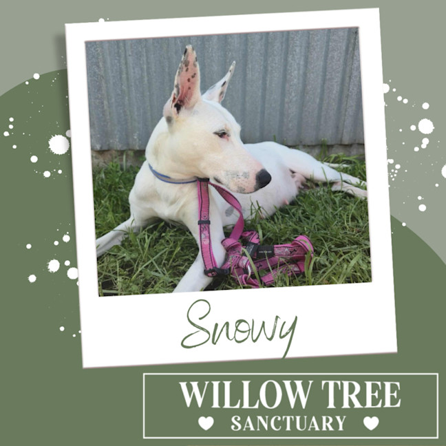 Photo of Snowy