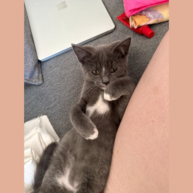 Photo of Cocoa Beans