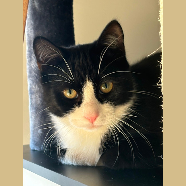 Photo of Blanc **2nd Chance Cat Rescue**