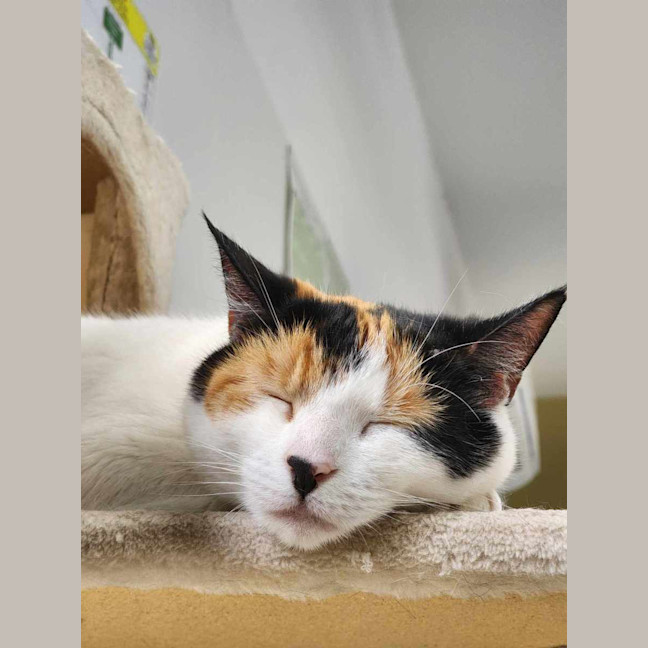 Photo of 🎡 Angelica 5623 🎡