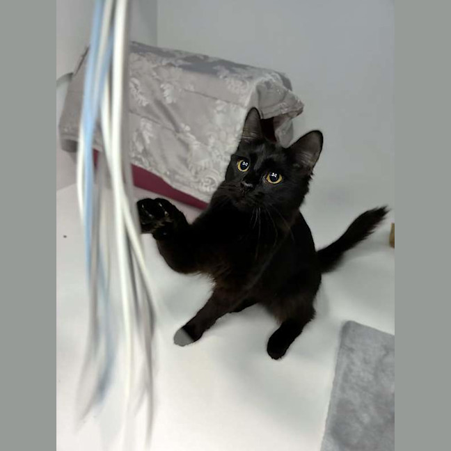 Photo of Binx