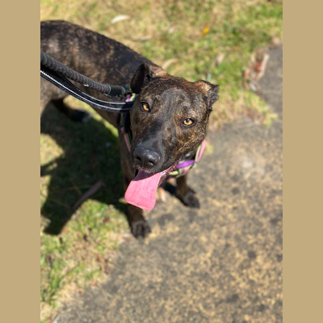 Photo of 🌺 Azaelia 5668 🌺