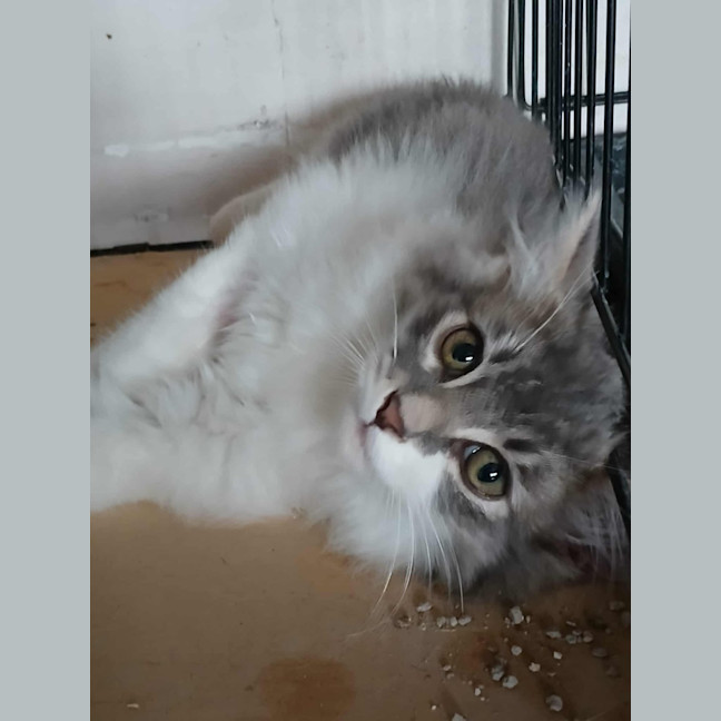 Photo of Sterling * 9 Lives Project Rescue*