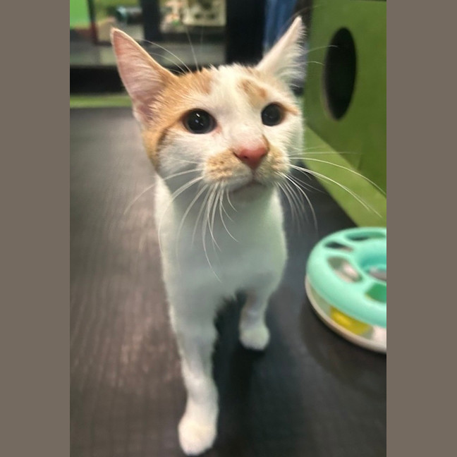 Photo of Luigi (Bonded With Mario