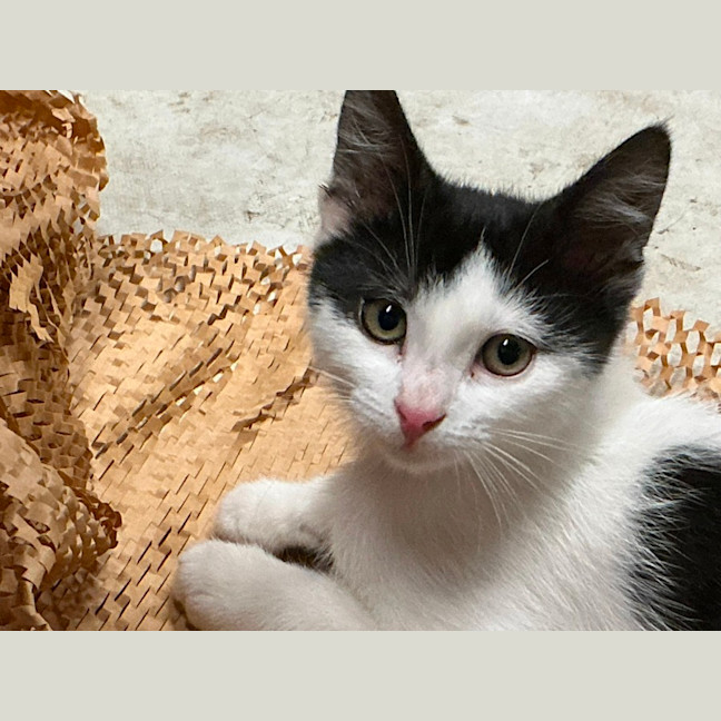 Photo of Smoochie Moo **2nd Chance Cat Rescue **