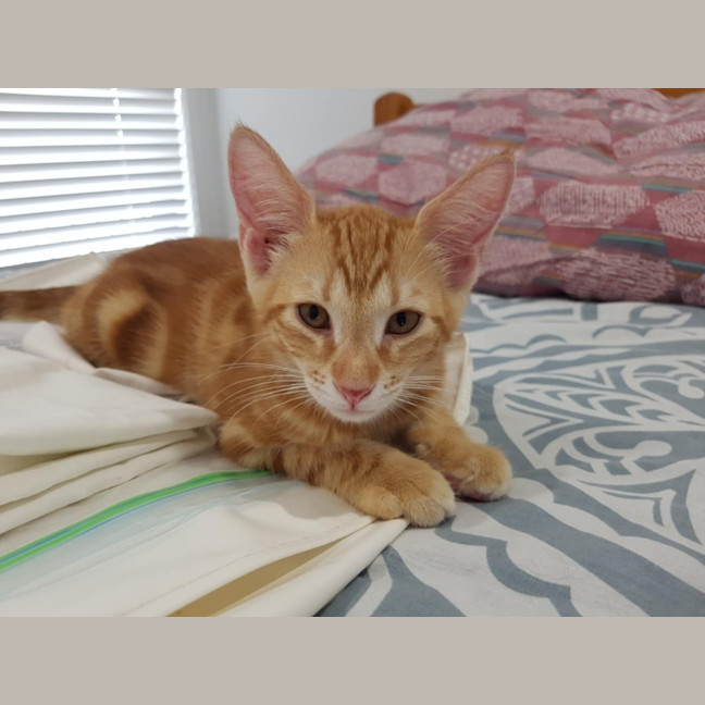 Photo of Blaze
