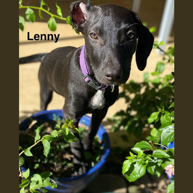 Photo of Lenny