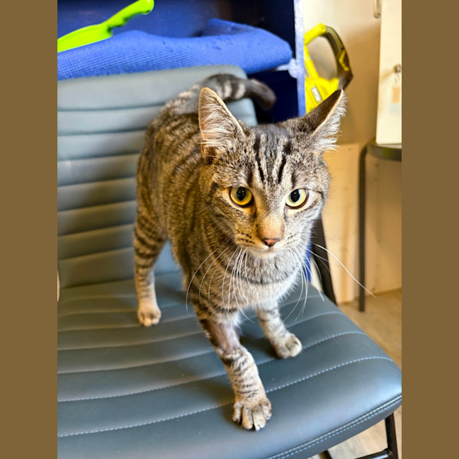Photo of Tango