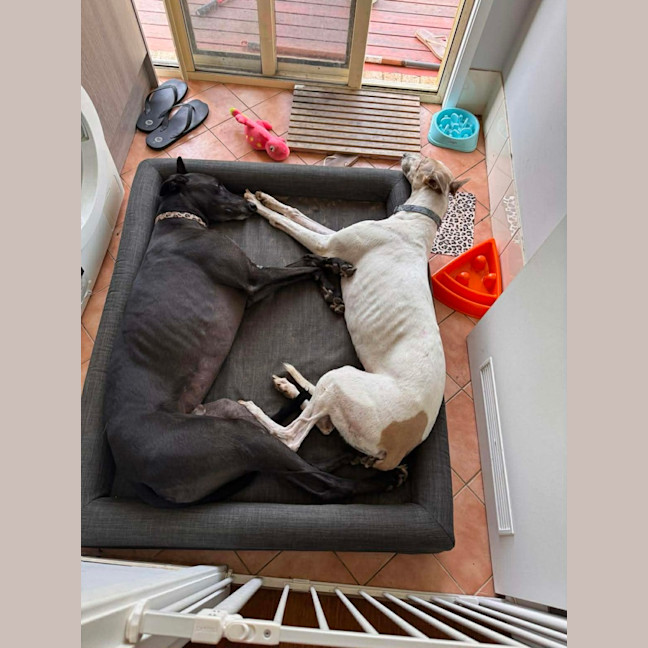 Photo of Cleo, The Greyhound