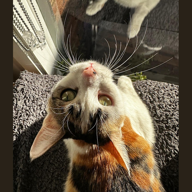 Photo of Daisy