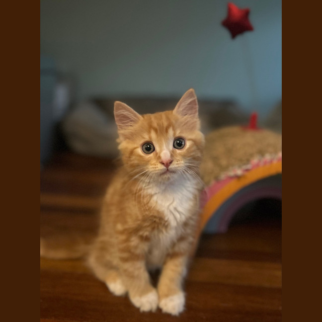 Photo of Ron Weasley (Ex Barney)