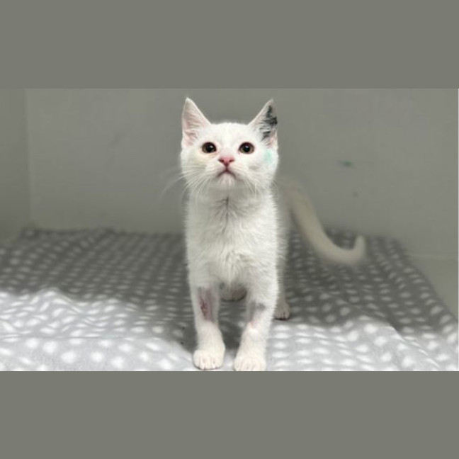 Photo of Blankie