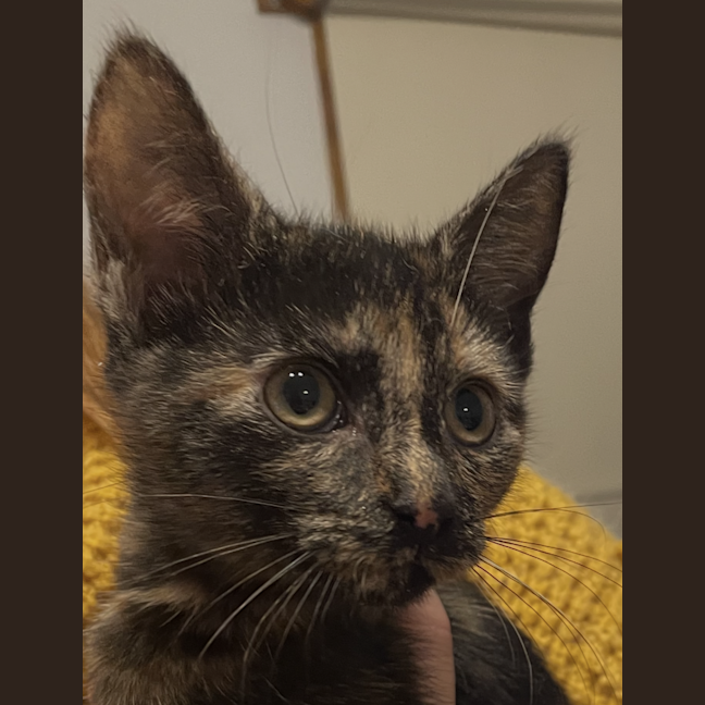 Photo of Caramel