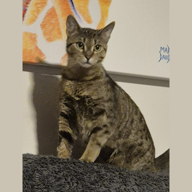 Photo of Tumbles   1 Year Old Domestic Short Hair