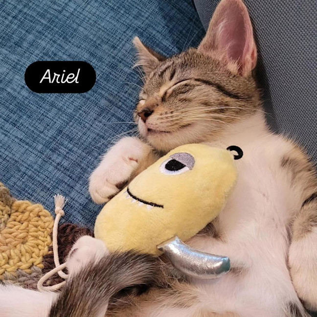 Photo of Ariel