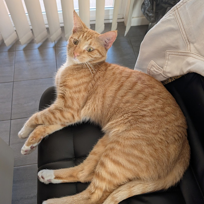 Photo of Griffin