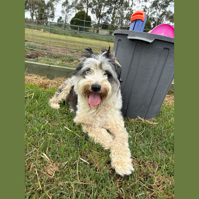 Photo of Buddy