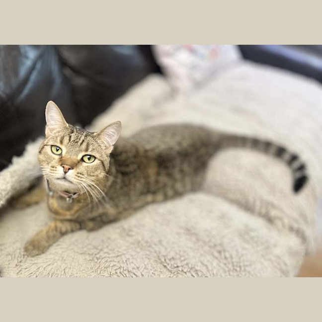 Photo of Snickers