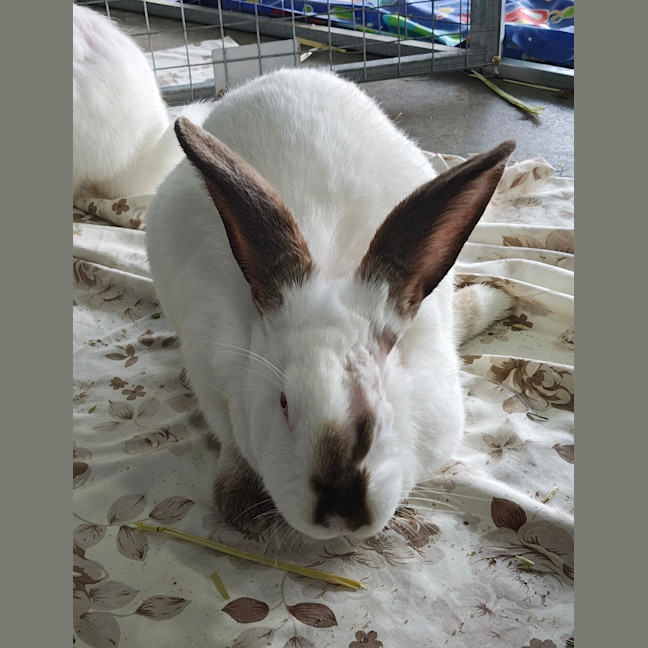 Photo of Hazel