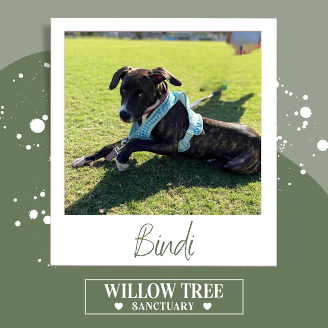 Photo of Bindi