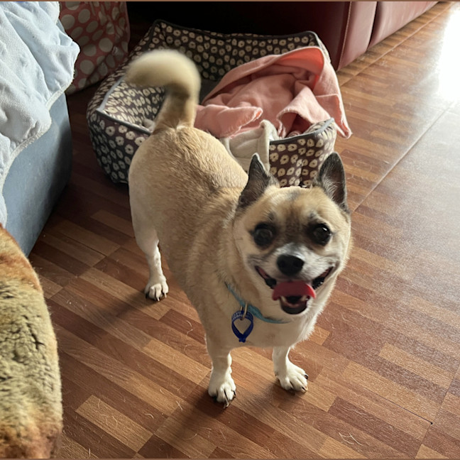 Photo of Biggie 😍 Chihuahua X Pug (On Trial 24/5/25)