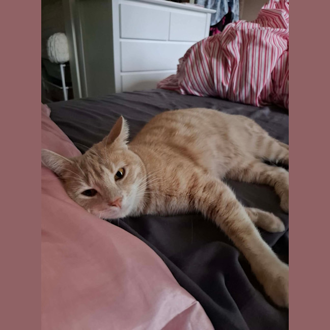 Photo of Chili 🌶️