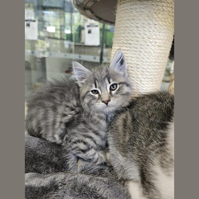Photo of Maru
