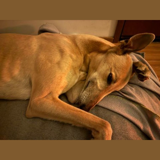 Photo of Koby, They Greyhound