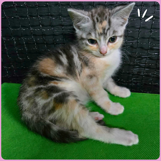 Photo of Sooki