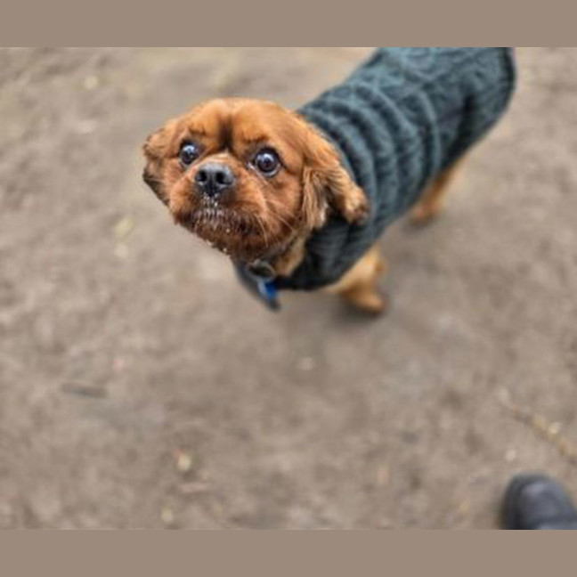 Photo of Toby