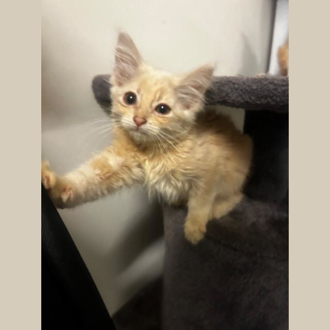 Photo of Amber