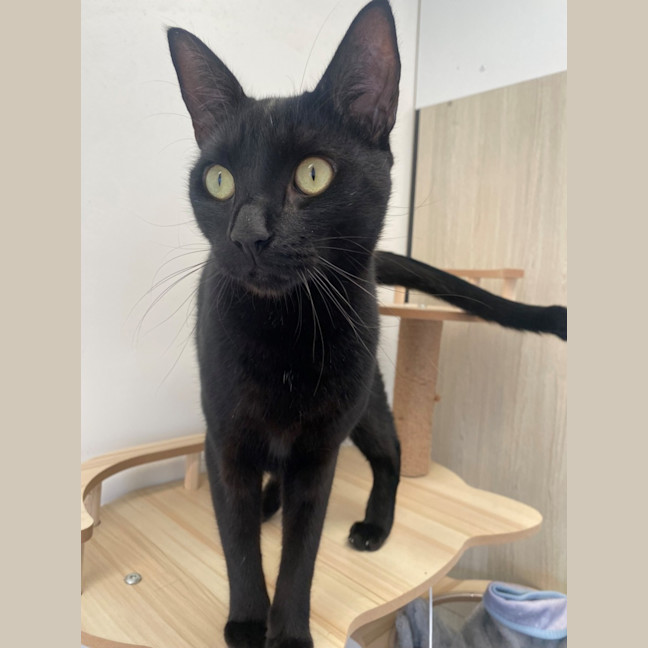 Photo of C1403 Mario