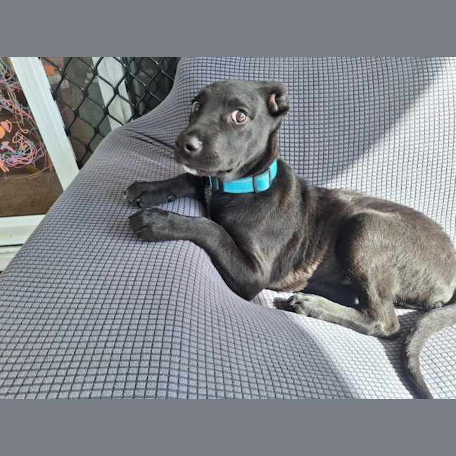 Photo of Buddy   7 Month Old Kelpie X