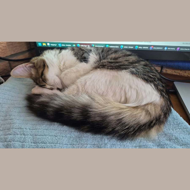 Photo of Marley