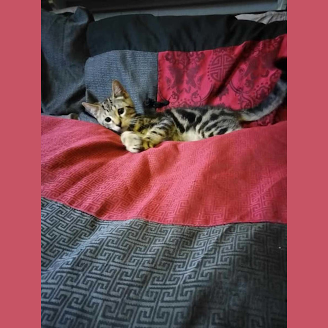 Photo of Atlas