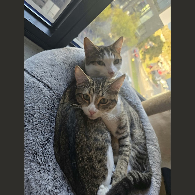 Photo of Milo **2nd Chance Cat Rescue**