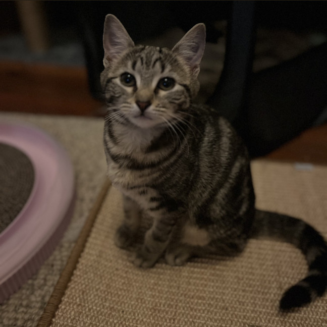 Photo of Sapphire
