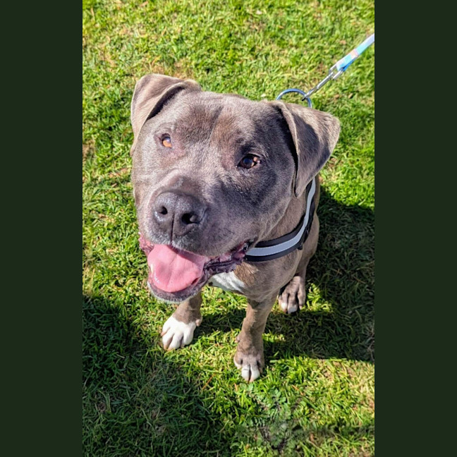 Photo of Diesel