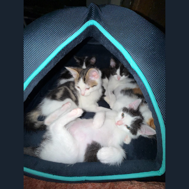 Photo of Stella