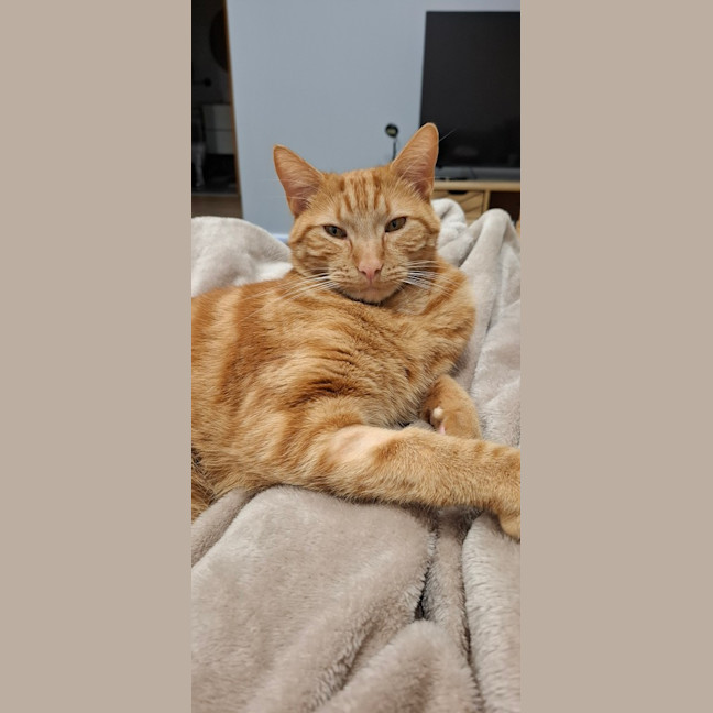 Photo of Simba