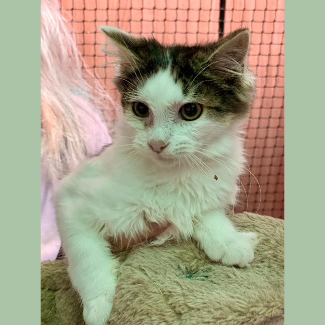 Photo of Fluffy**2nd Chance Cat Rescue**