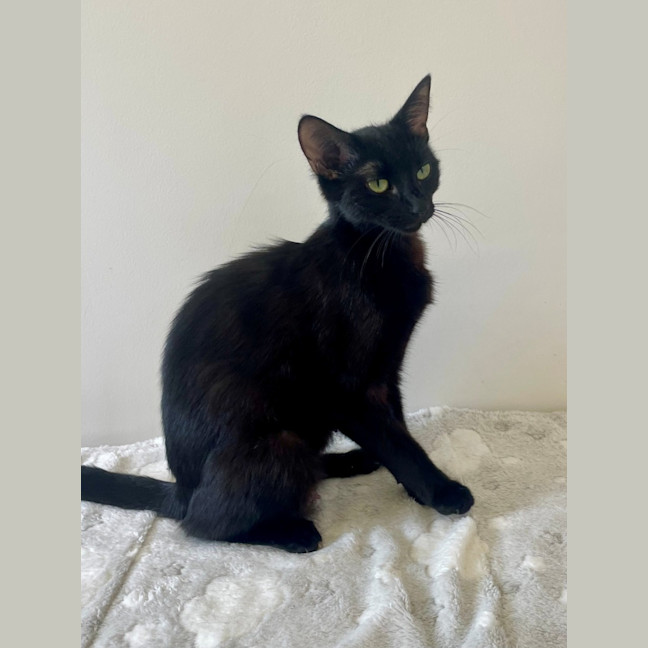 Photo of C1512 Sabrina