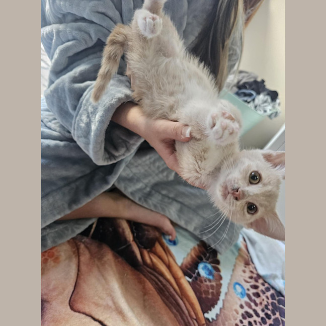 Photo of Lady