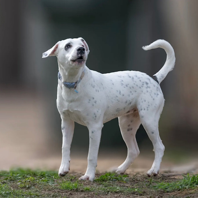 Photo of Domino