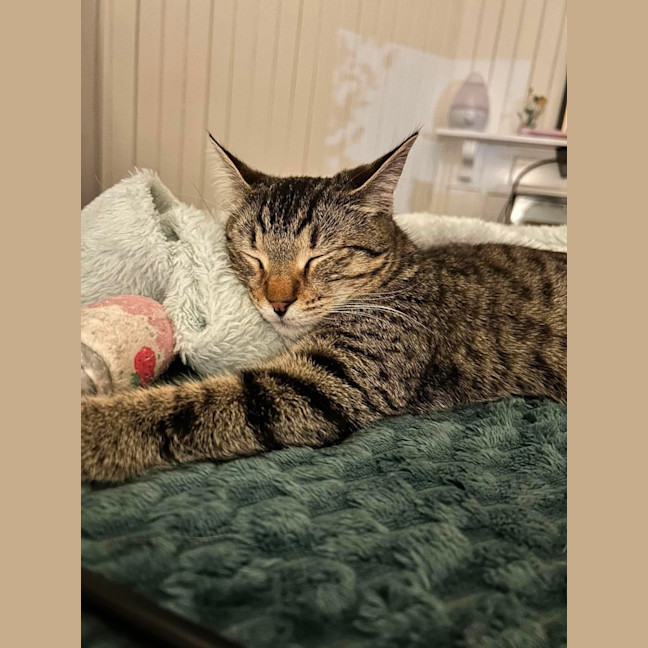 Photo of Curly 