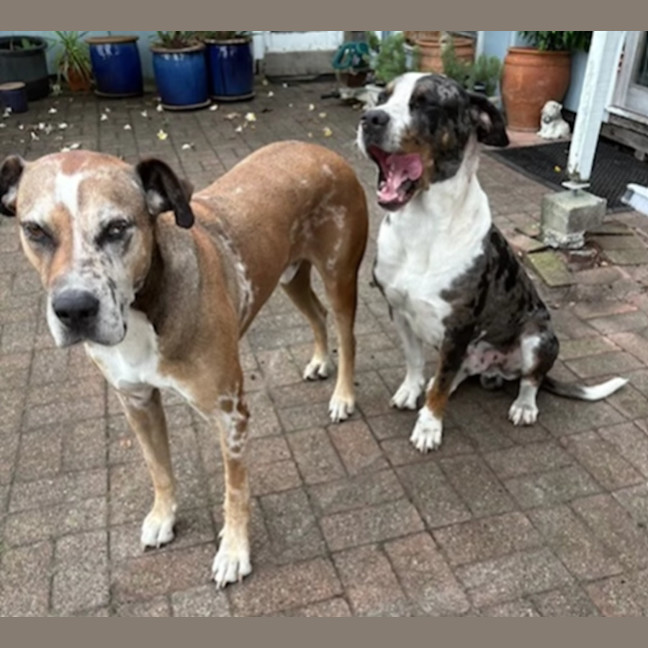 Photo of Bart & Cujo