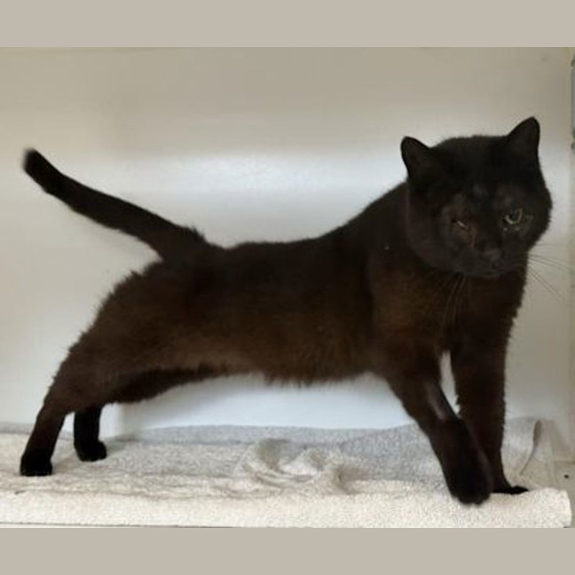 Photo of Midnight